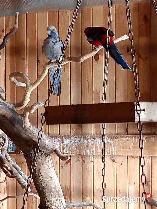 Papugi sprzedam Czarna Kolonia