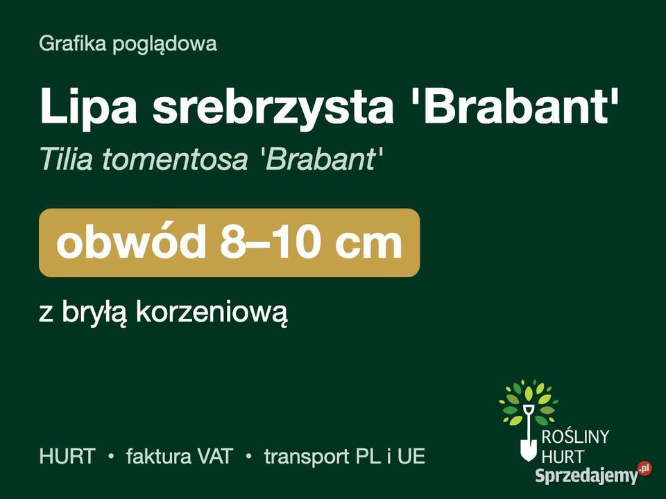 Lipa srebrzysta Brabant obwód 810 z bryłą HURT Liściaste