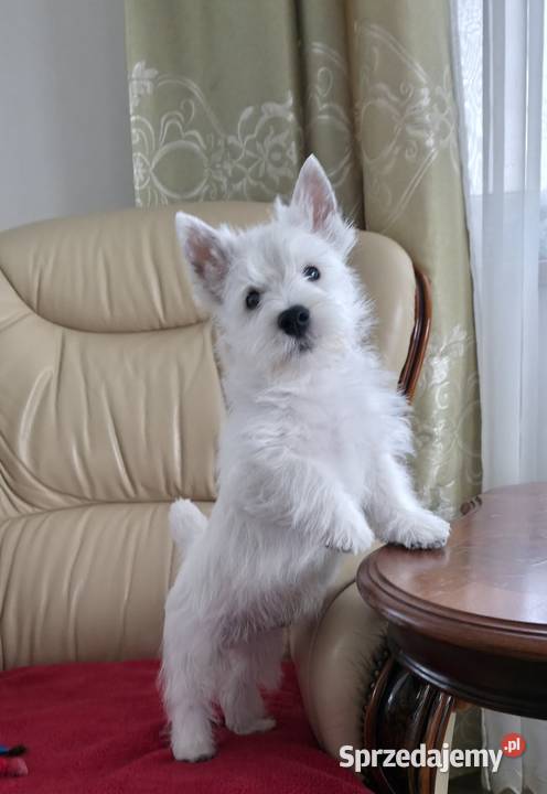 Piesek Championach West Highland white Terrier Chrośla sprzedam