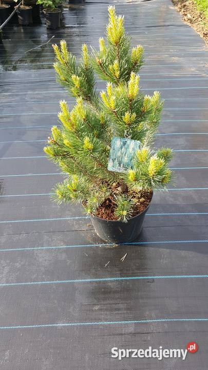 Sosna bośniacka drobnokwiatowa górska śląskie Simoradz