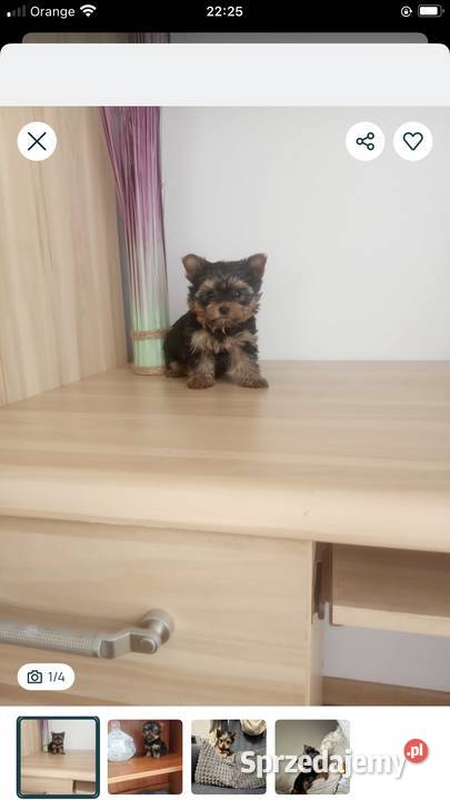 Piękna malutka suczka york