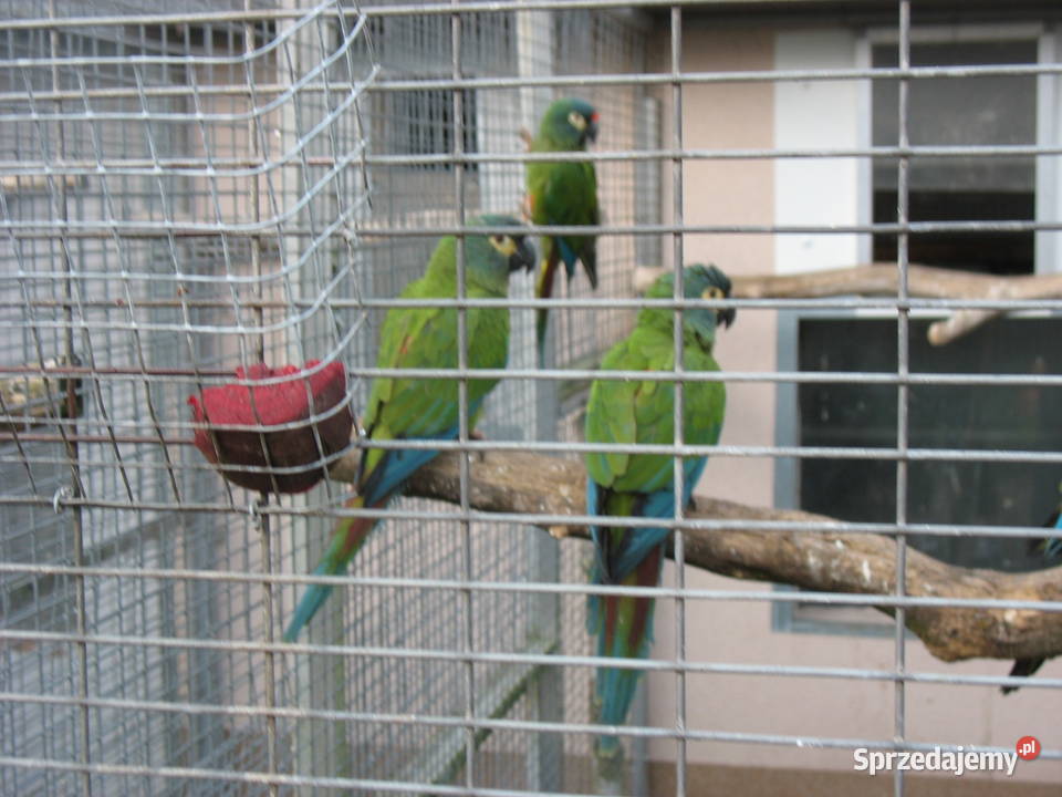 Ary Marakany Poznań