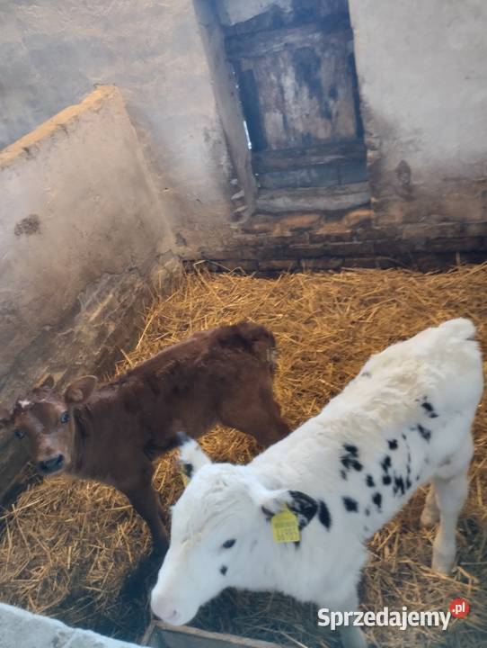 Sprzedam cielaki