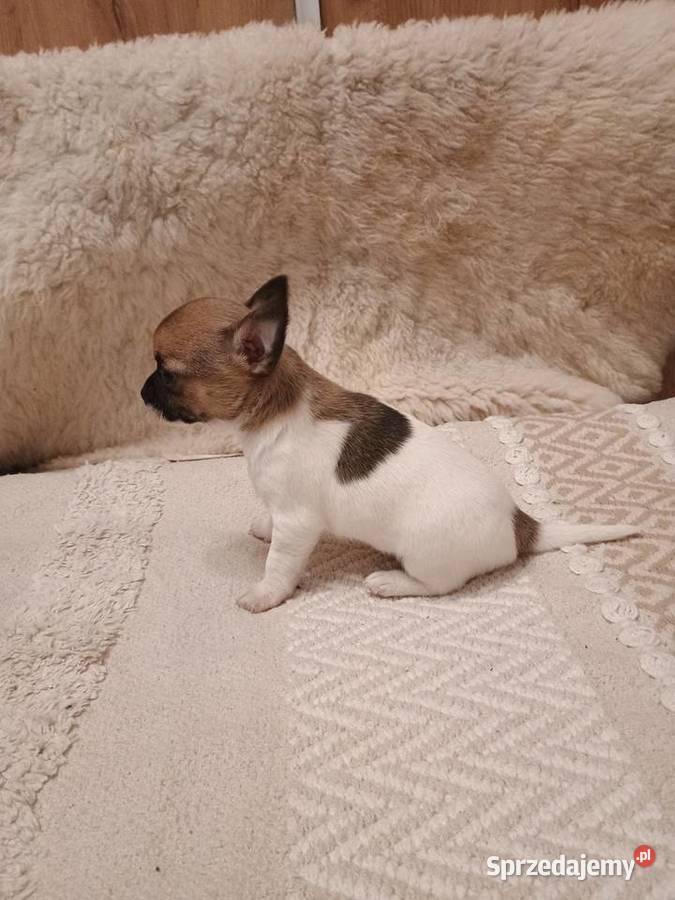 Chihuahua XS chłopiec Diament