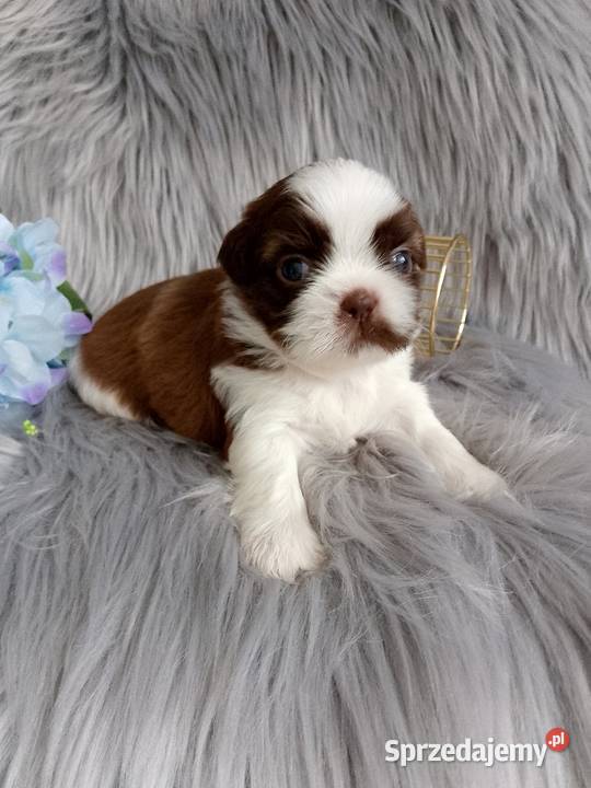 Biało czekoladowy piesek rasy ShihTzu opolskie Namysłów