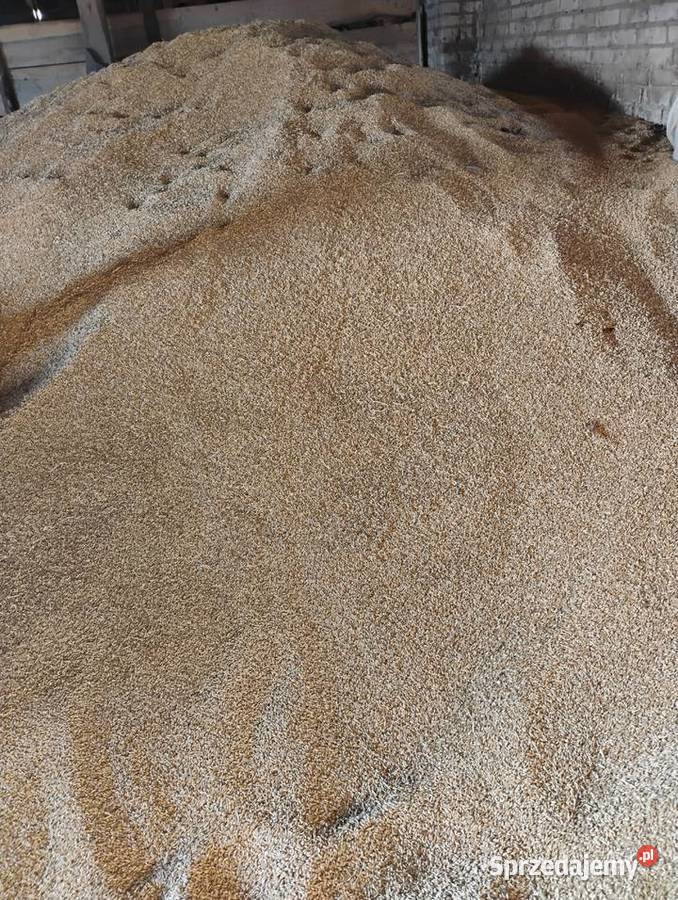 Jęczmień jary Poemat