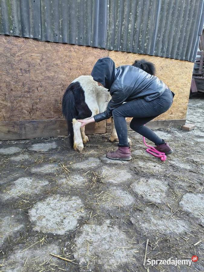 Sprzedam kucyka Gierałtowice