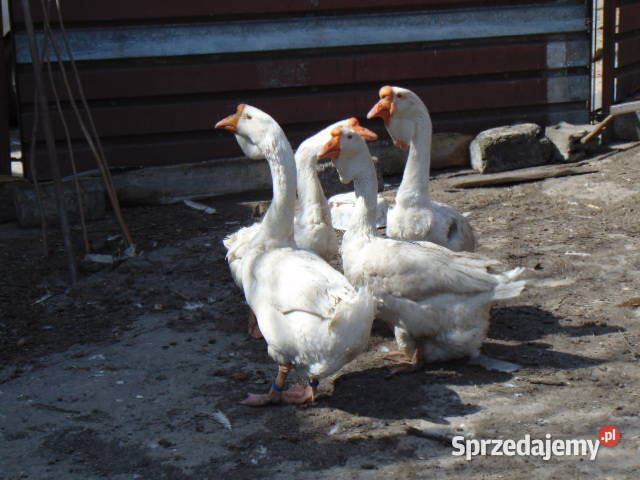 Jaja lęgowe gęsi Cholmogory Ptaki