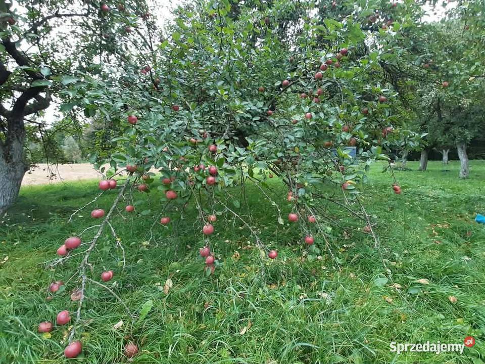 100 NATURALNY SOK JABŁKOWY PROSTO Z WŁASNEGO Jaczno