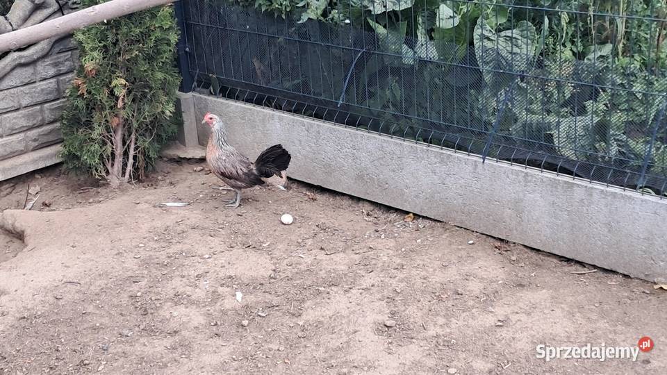 Sprzedam kury rasy feniks Ptaki Andrzejów