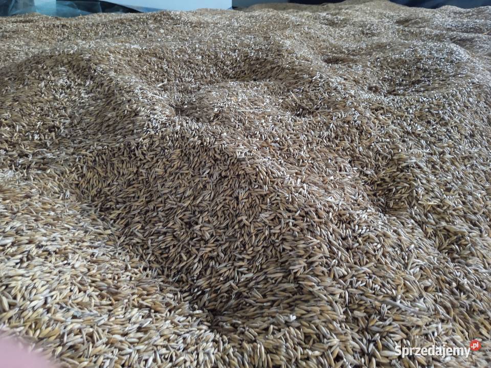 Sprzedam owies 2024 Łączany