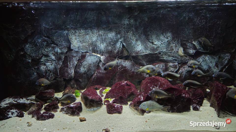 Akwarium z rybami WF Tropheus sp Crescentic Lesko