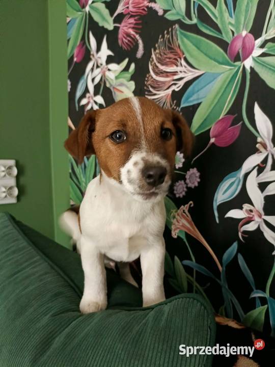 Wzorcowe Jack Russell terrier doskonała budowa Krapkowice