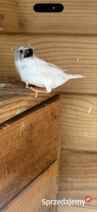 Zeberki amadyna zebrowata Warszawa sprzedam