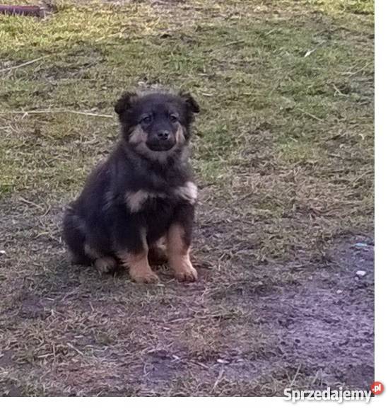 oddam szczeniaki w ręce Bielawy sprzedam