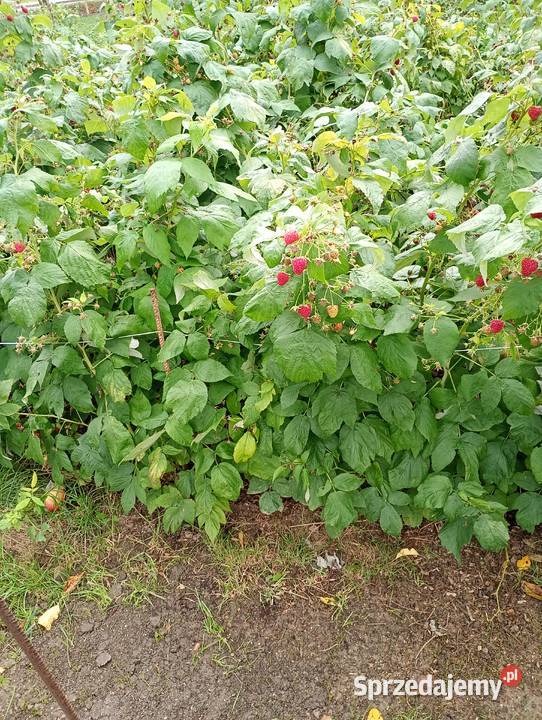 Sadzonki maliny całorocznej Polana prosto z Rzeszów