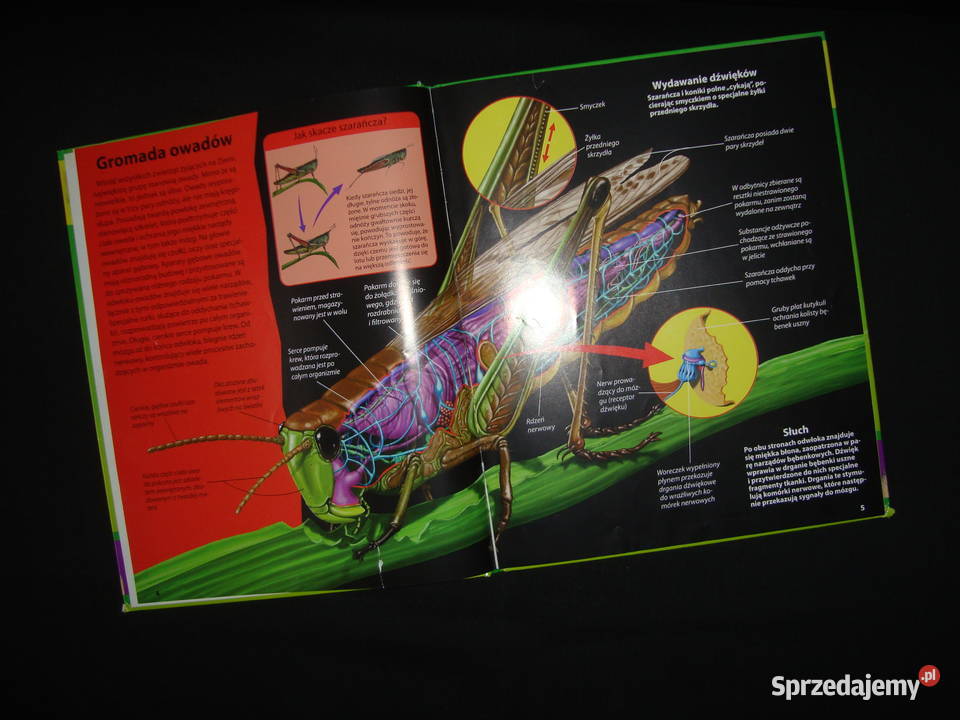 Świat Owadów album Natura z fotoopisem śląskie Tychy sprzedam