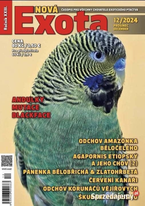 papużka falista blackface łatwo się oswaja może Wrocław