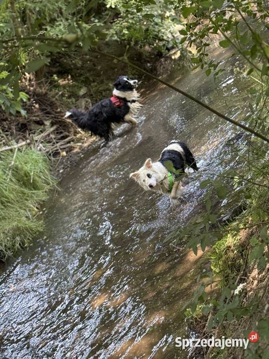 BORDER COLLIE SZCZENIAKI Z RODOWODEM gotowe na Myślenice sprzedam