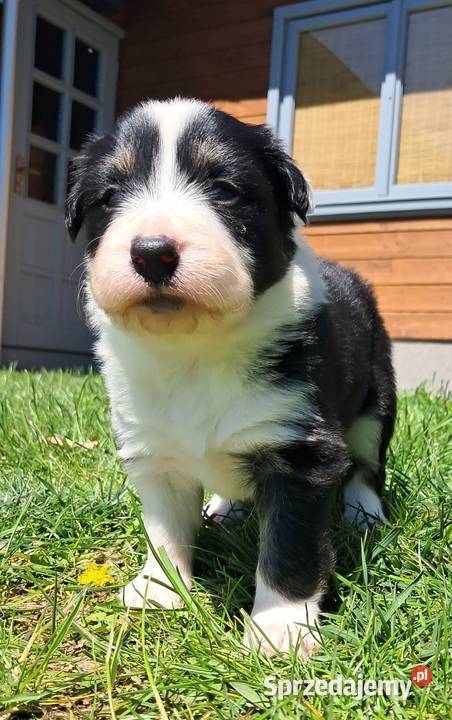 Border Collie piesek BAGI z hodowli NEGRESSE