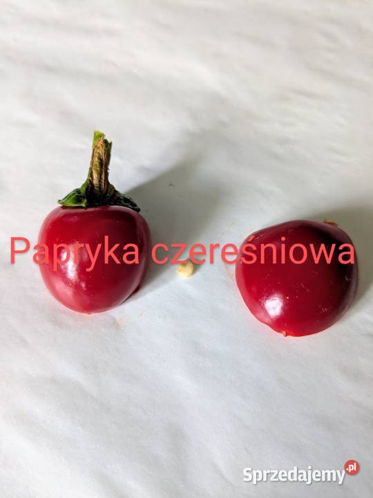 Ogórek Wierasen Gruzin Kustowoj Roznasol nasiona Pozostałe Nowy Sącz