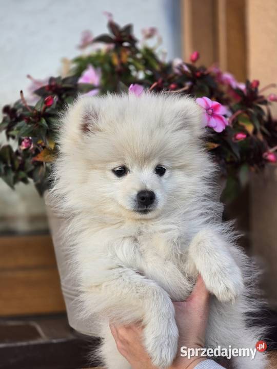 Szpic miniaturowy pomeranian Laski