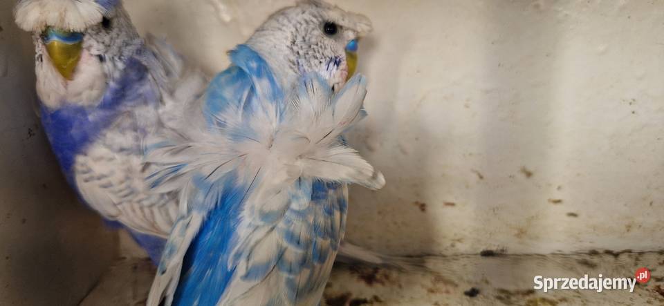 Papugi faliste helikoptery 2f Czmoń