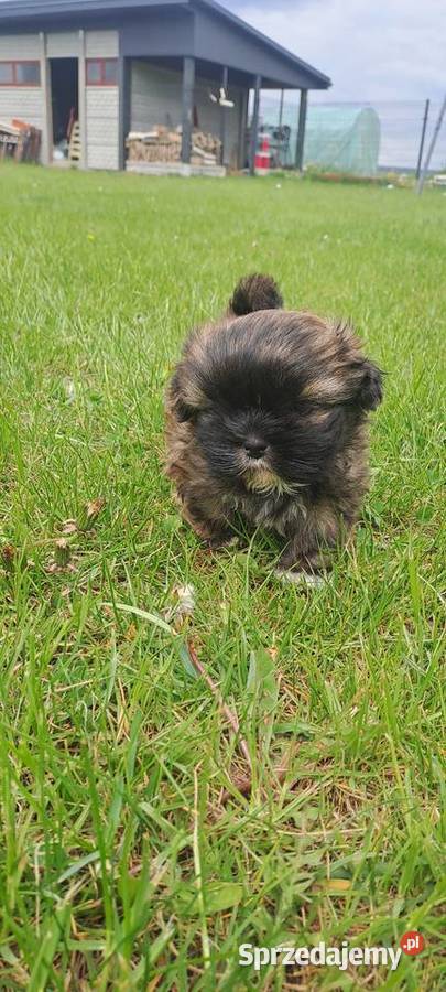 Sliczny piesek shihtzu Shih Tzu świętokrzyskie Bodzentyn
