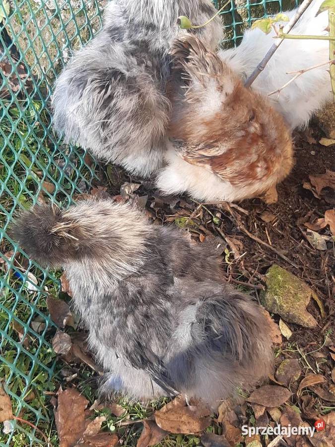 Silka silki koguty Poddębice