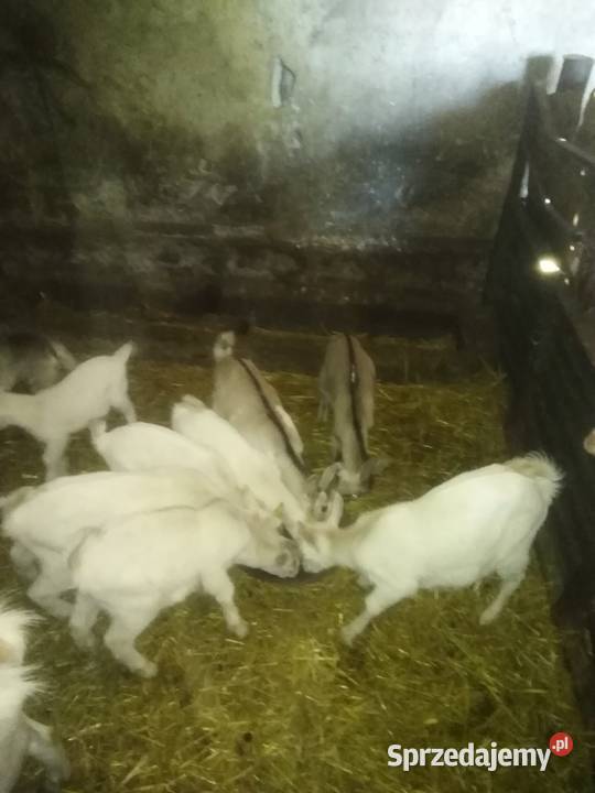 Kózki i koziołki Koszary Jarockie