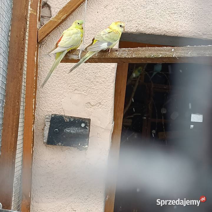 Sprzedam parę papug Pleszew
