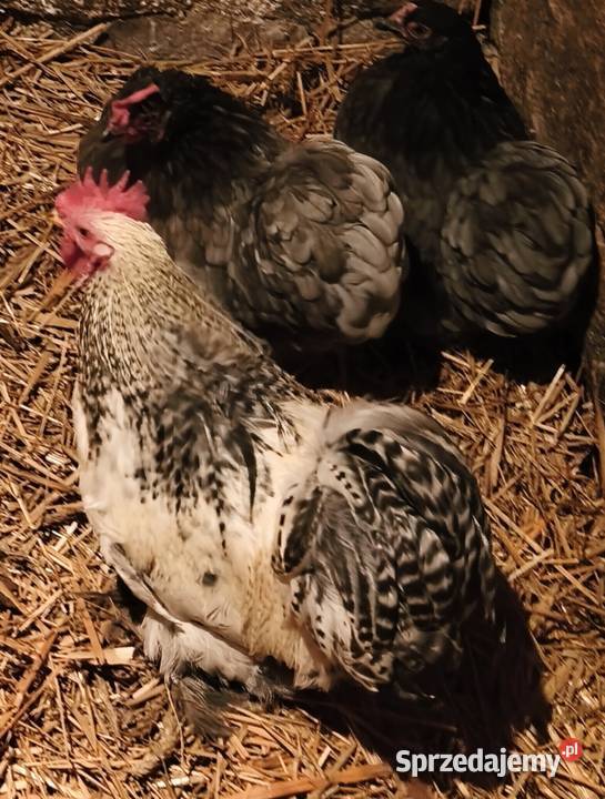 Jaja lęgowe kochin miniaturowy