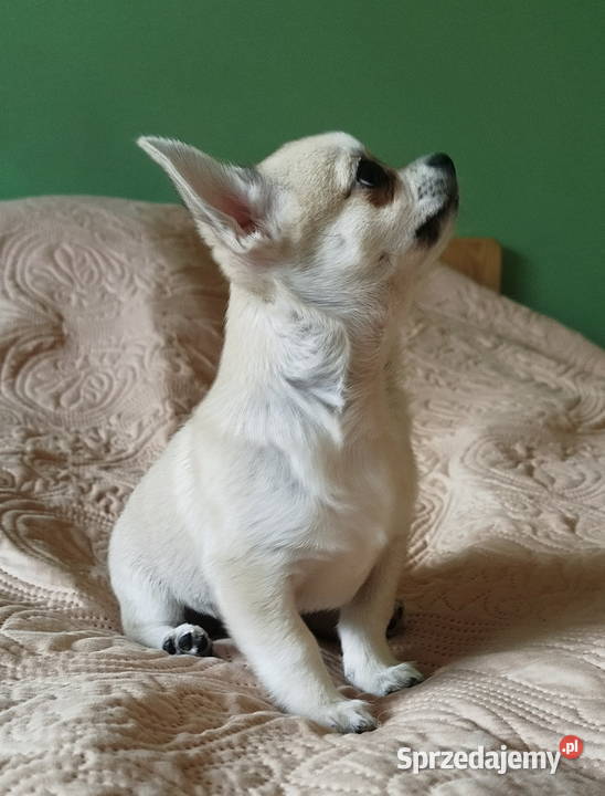 Chihuahua maleńki piesek Konin