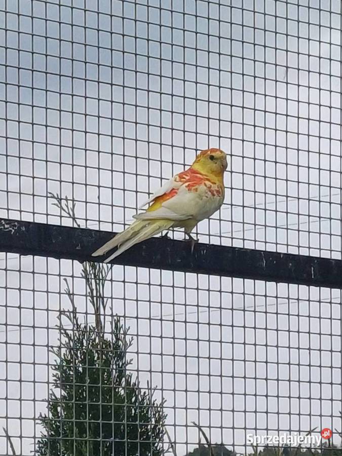 Świergotki 2025 para na lęgi Ptaki Jasło