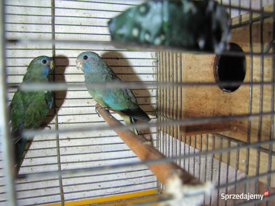 Łąkówki wspaniałe Ptaki kujawsko-pomorskie Toruń