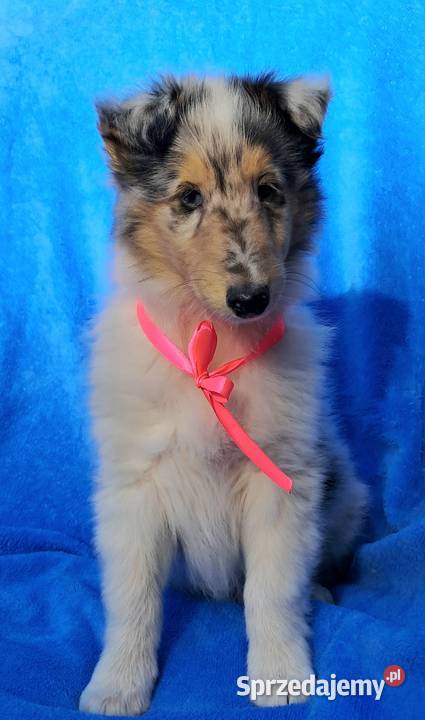 Owczarek szkocki Collie siczka Psy Bełchatów sprzedam
