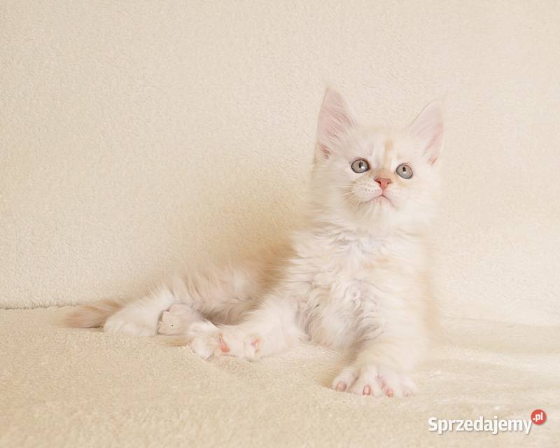 Prześliczny kocurek shaded Rodowód PZFWCF Białystok