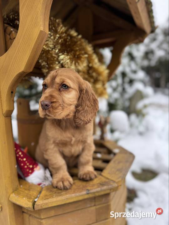 Jedyny taki Piękny piesek Cocker Spaniel Cocker Spaniel śląskie Dąbrowa Górnicza