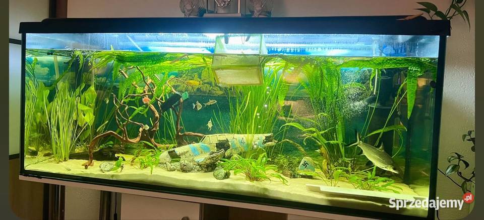 Akwarium 450L Pozostałe Gdańsk