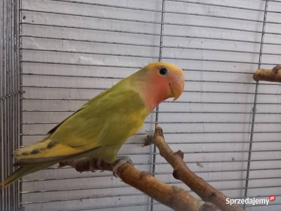 Papugi nierozłączkiryżowce siwe 2025 obrączka Faustianka