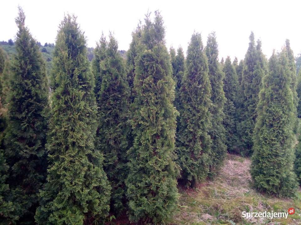 Tuja szmaragd tuje thuja smaragd szmaragdowa Dębica
