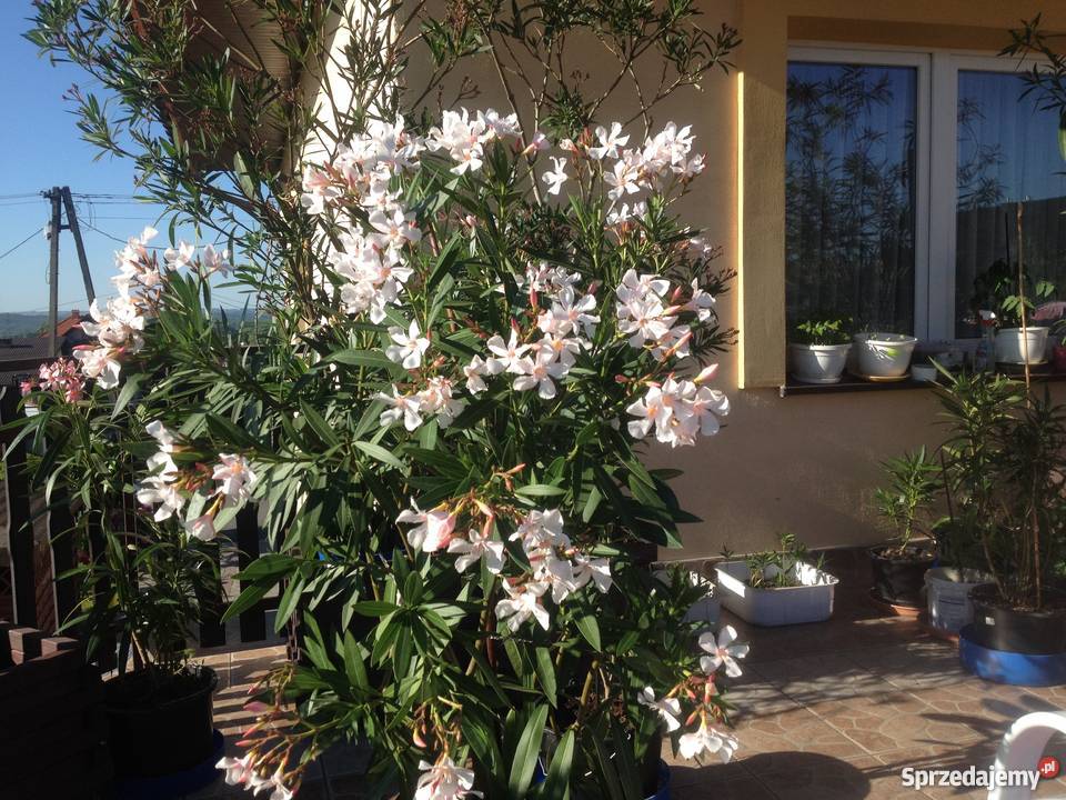 Kwiaty oleandrów Brzeźnica sprzedam