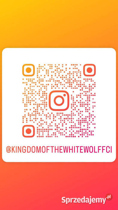 Biały Owczarek Szwajcarski sprzedam