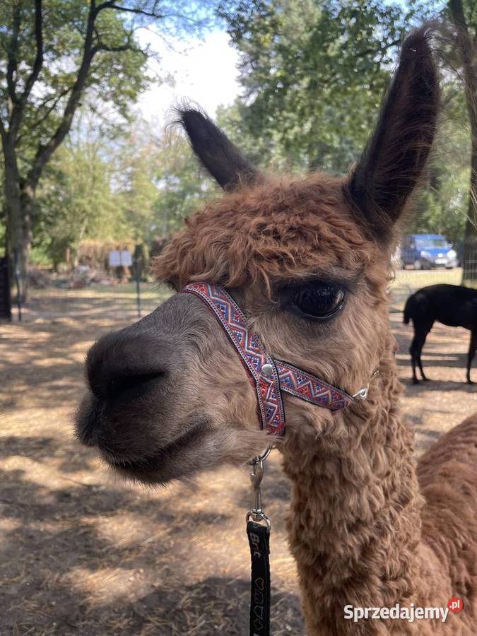 Alpaka Suri samiec Warszawa sprzedam
