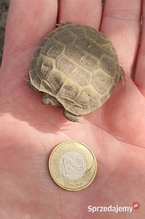 Żółw stepowy małopolskie Chrzanów