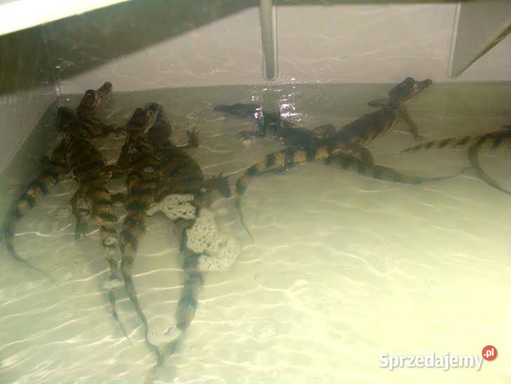 Sprzedam młode Kajmany okularowe Caiman