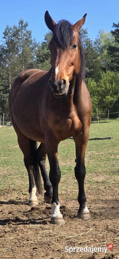 Sprzedam klacz 9 lat Sp