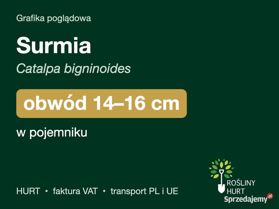 Surmia Catalpa bigninoides obwód 1416 w Rośliny