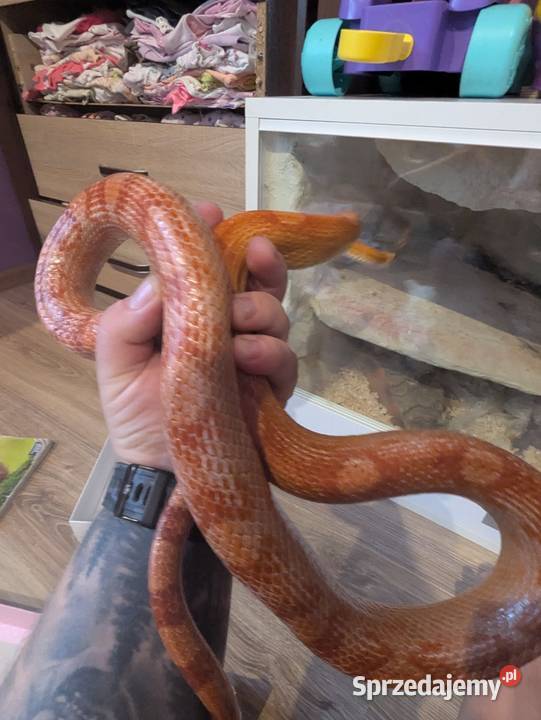Wąż zbożowy z terrarium Dąbrowa Chełmińska