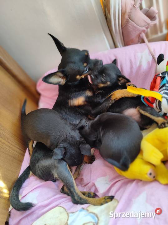 Pinczerek miniaturka mazowieckie